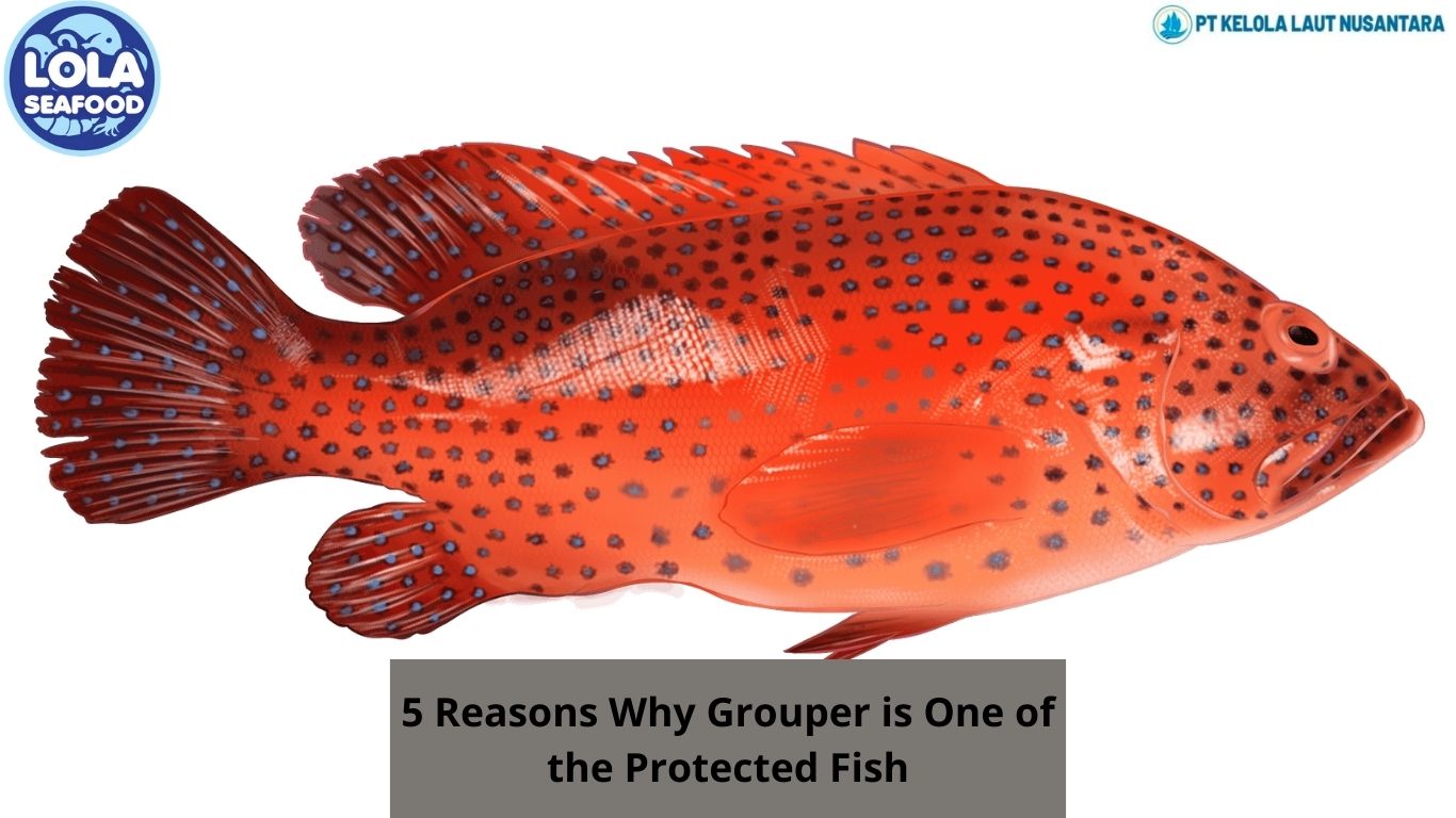 5 Reasons Why Grouper is One of the Protected Fish